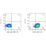 A22634: ABflo® 647 Rabbit anti-Human CD166/ALCAM mAb