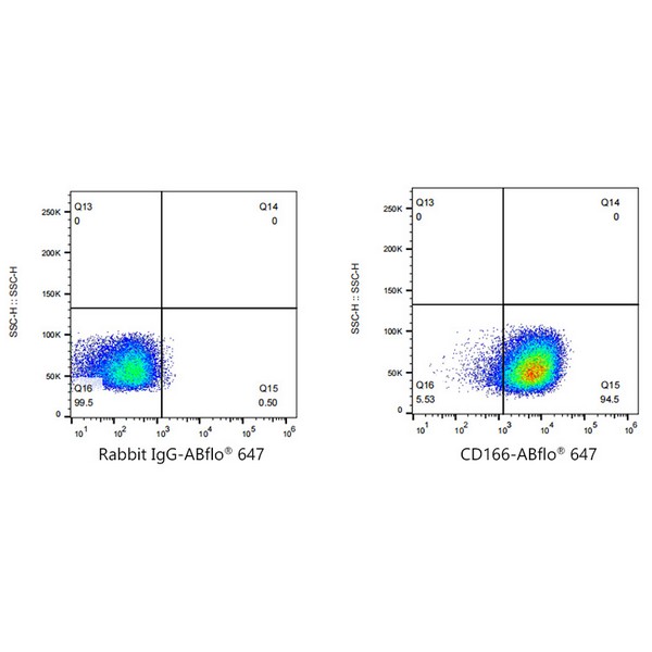 A22634: ABflo® 647 Rabbit anti-Human CD166/ALCAM mAb