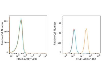 ABflo® 488 Rabbit anti-Human CD40 mAb (A22641)