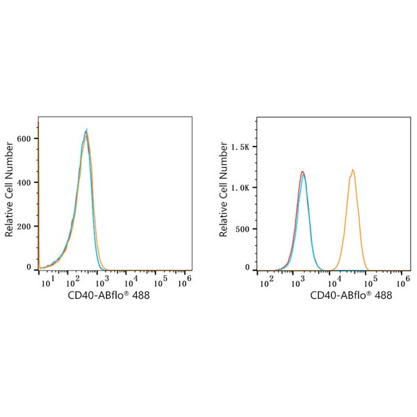 ABflo® 488 Rabbit anti-Human CD40 mAb (A22641)