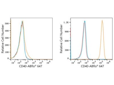 ABflo® 647 Rabbit anti-Human CD40 mAb (A22642)