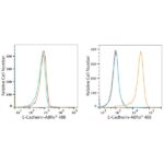 ABflo® 488 Rabbit anti-Human E-Cadherin/CD324 mAb (A22692)