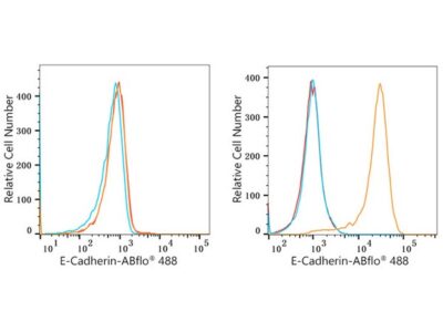 ABflo® 488 Rabbit anti-Human E-Cadherin/CD324 mAb (A22692)