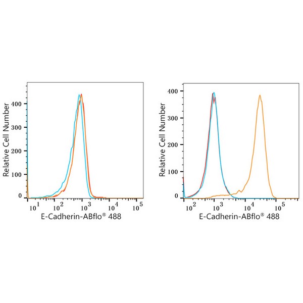 ABflo® 488 Rabbit anti-Human E-Cadherin/CD324 mAb (A22692) ABflo® 488 Rabbit anti-Human E-Cadherin/CD324 mAb (A22692)