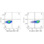 A22692: ABflo® 488 Rabbit anti-Human E-Cadherin/CD324 mAb