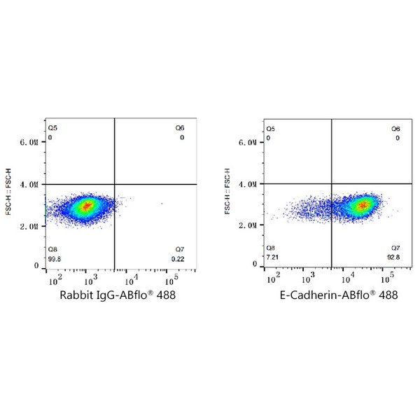A22692: ABflo® 488 Rabbit anti-Human E-Cadherin/CD324 mAb