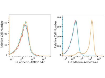 ABflo® 647 Rabbit anti-Human E-Cadherin/CD324 mAb (A22693)