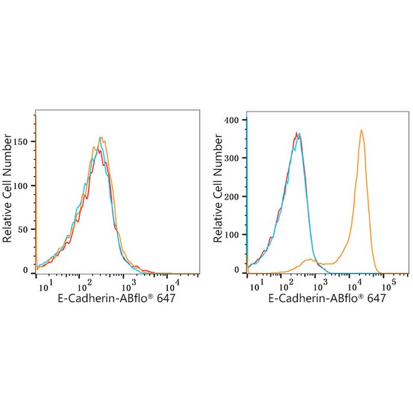 ABflo® 647 Rabbit anti-Human E-Cadherin/CD324 mAb (A22693)