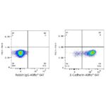 A22693: ABflo® 647 Rabbit anti-Human E-Cadherin/CD324 mAb