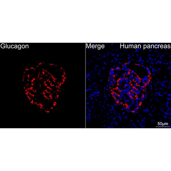 Glucagon Rabbit mAb (Catalog Number: A22702) Abclonal