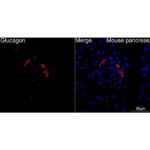 Abclonal Glucagon Rabbit mAb (Catalog Number: A22702)