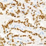 A22747: Sall4 Rabbit mAb