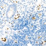 A22748: ERG Rabbit mAb