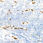 Abclonal ERG Rabbit mAb (Catalog Number: A22748)