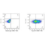 A22774: ABflo® 488 Rabbit anti-Pig CD4 mAb