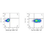 A22775: ABflo® 647 Rabbit anti-Pig CD4 mAb