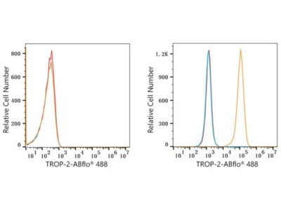 ABflo® 488 Rabbit anti-Goat IgG (Fc) fragment mAb (A22776)