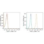 ABflo® 594 Rabbit anti-Goat IgG (Fc) fragment mAb (A22778)