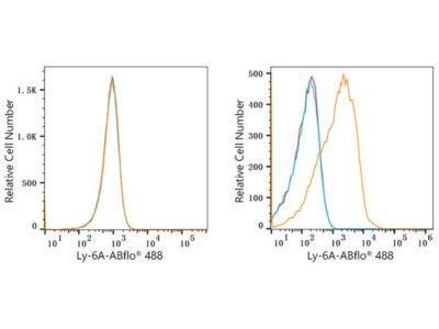 ABflo® 488 Rabbit anti-Mouse Ly-6A/E (Sca-1) mAb (A22786)