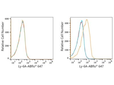 ABflo® 647 Rabbit anti-Mouse Ly-6A/E (Sca-1) mAb (A22787)