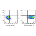 A23009: ABflo® 647 Rabbit anti-Human/Monkey CD19 mAb