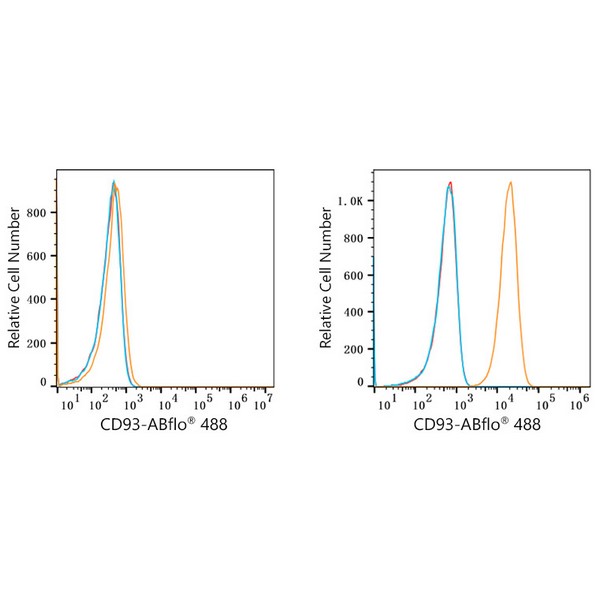 ABflo® 488 Rabbit anti-Human CD93 mAb (A23012) ABflo® 488 Rabbit anti-Human CD93 mAb (A23012)