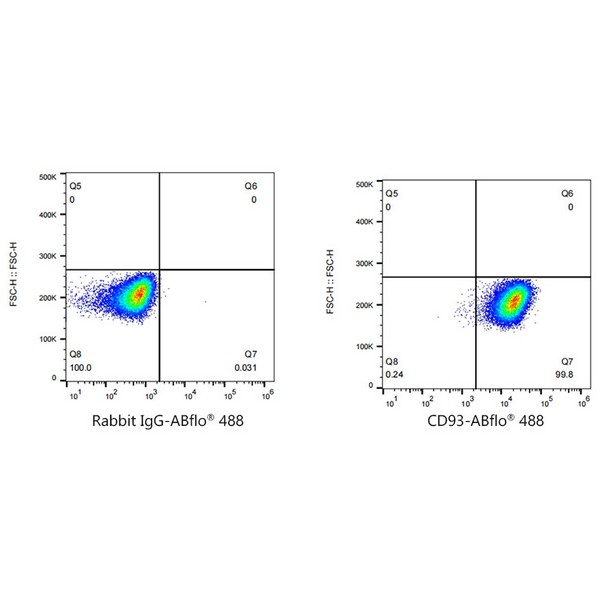 A23012: ABflo® 488 Rabbit anti-Human CD93 mAb