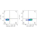 Abclonal ABflo® 488 Rabbit anti-Human CD93 mAb (Catalog Number: A23012)