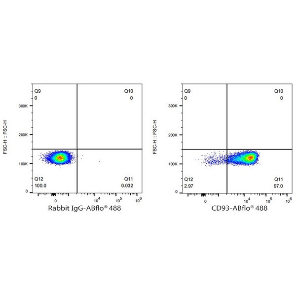 Abclonal ABflo® 488 Rabbit anti-Human CD93 mAb (Catalog Number: A23012)
