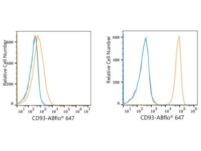 ABflo® 647 Rabbit anti-Human CD93 mAb (A23013)