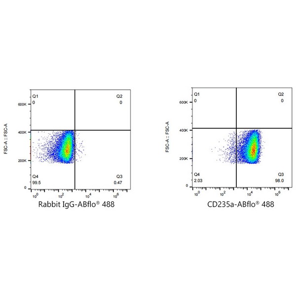 A23014: ABflo® 488 Rabbit anti-Human CD235a/Glycophorin A mAb