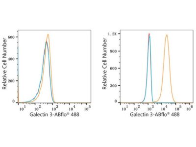 ABflo® 488 Rabbit anti-Human Galectin 3 mAb (A23016)