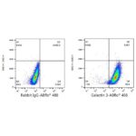 A23016: ABflo® 488 Rabbit anti-Human Galectin 3 mAb