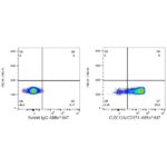 Abclonal ABflo® 488 Rabbit anti-Human Galectin 3 mAb (Catalog Number: A23016)