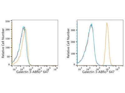 ABflo® 647 Rabbit anti-Human Galectin 3 mAb (A23017)