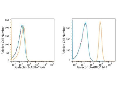 ABflo® 647 Rabbit anti-Human Galectin 3 mAb (A23017)