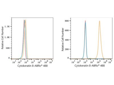 ABflo® 488 Rabbit anti-Human Cytokeratin 8 mAb (A23018)