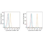 ABflo® 647 Rabbit anti-Human Cytokeratin 8 mAb (A23019)