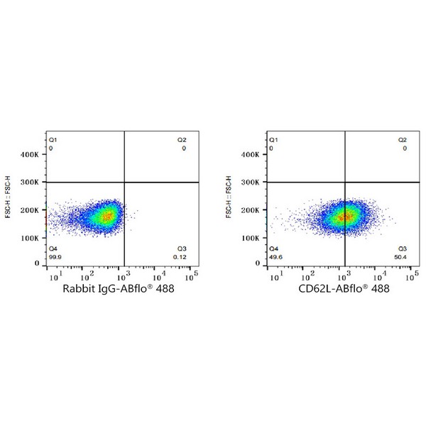 A23020: ABflo® 488 Rabbit anti-Human CD62L/L-Selectin mAb