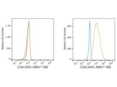 ABflo® 488 Rabbit anti-Human CEACAM5/CD66e mAb (A23021)