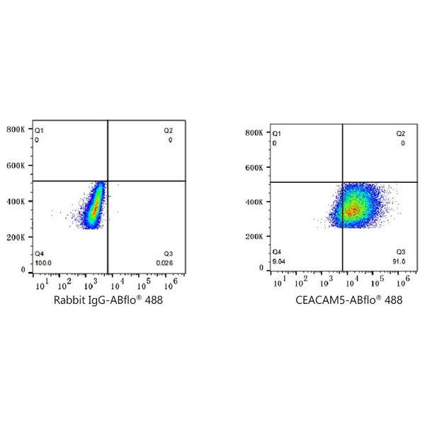 A23021: ABflo® 488 Rabbit anti-Human CEACAM5/CD66e mAb