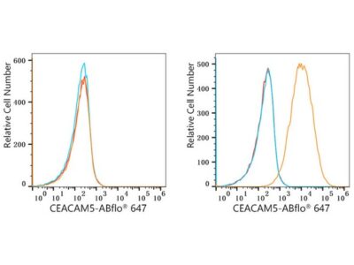 ABflo® 647 Rabbit anti-Human CEACAM5/CD66e mAb (A23022)