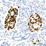 Glucagon Rabbit mAb (A23029)