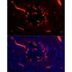 A23029: Glucagon Rabbit mAb