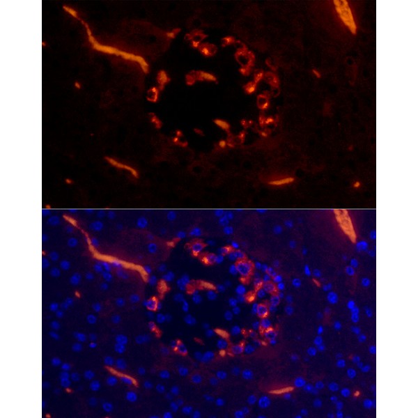 A23029: Glucagon Rabbit mAb