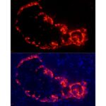 Glucagon Rabbit mAb (Catalog Number: A23029) Abclonal