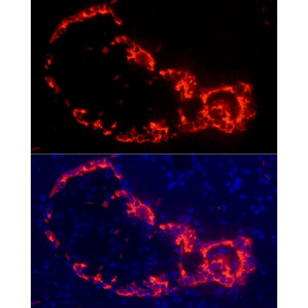 Glucagon Rabbit mAb (Catalog Number: A23029) Abclonal