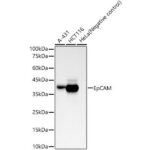 EpCAM Rabbit mAb (A23075)