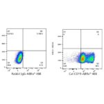 A23100: ABflo® 488 Rabbit anti-Cat CD19 mAb