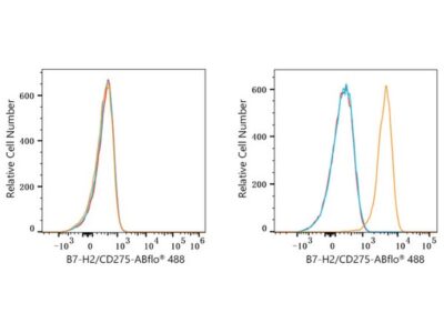 ABflo® 488 Rabbit anti-Human B7-H2/CD275 mAb (A23103)